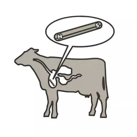 Quel est le but d'un aimant de vache?